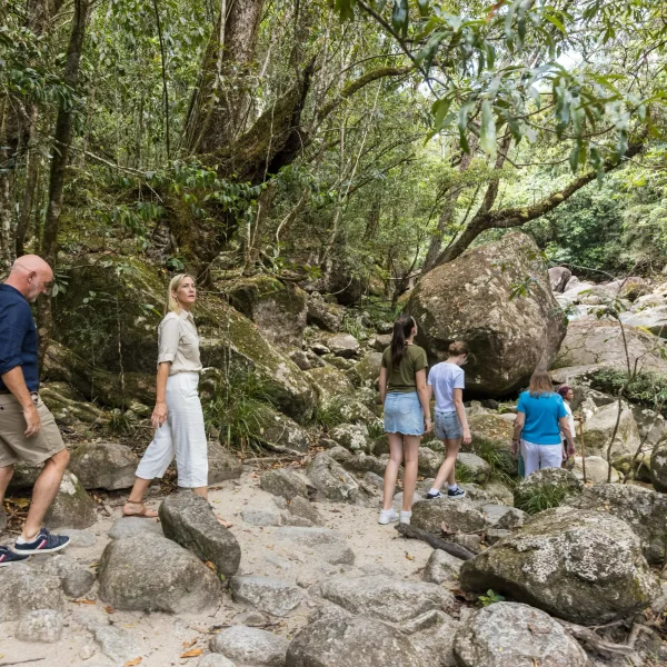 daintree rainforest & cape tribulation tour