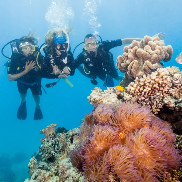 daintree & reef small group tour
