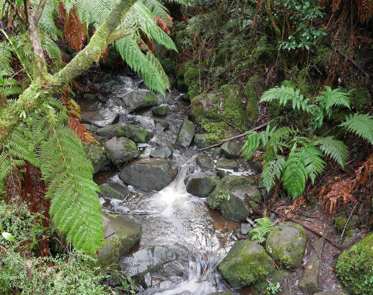 dandenong things to do