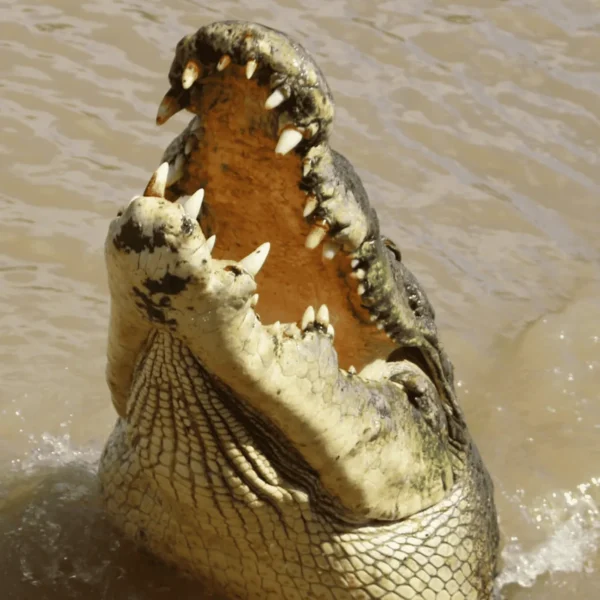 darwin croc tours