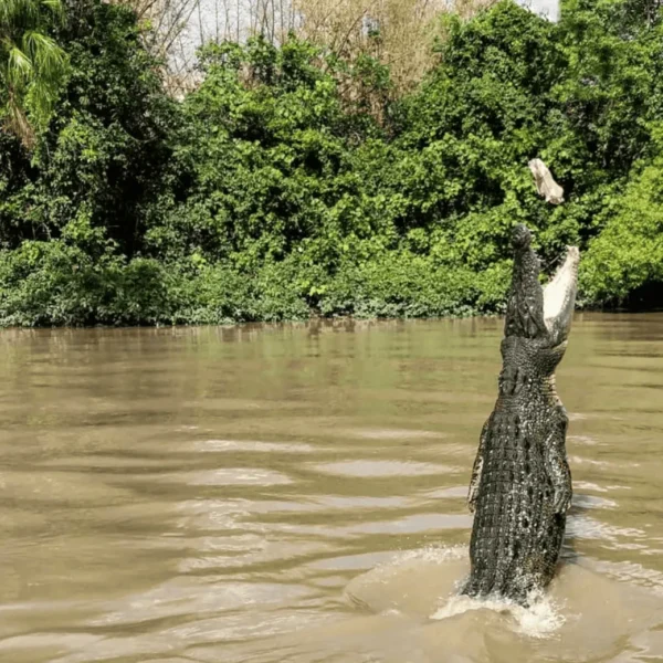 darwin crocodile tours