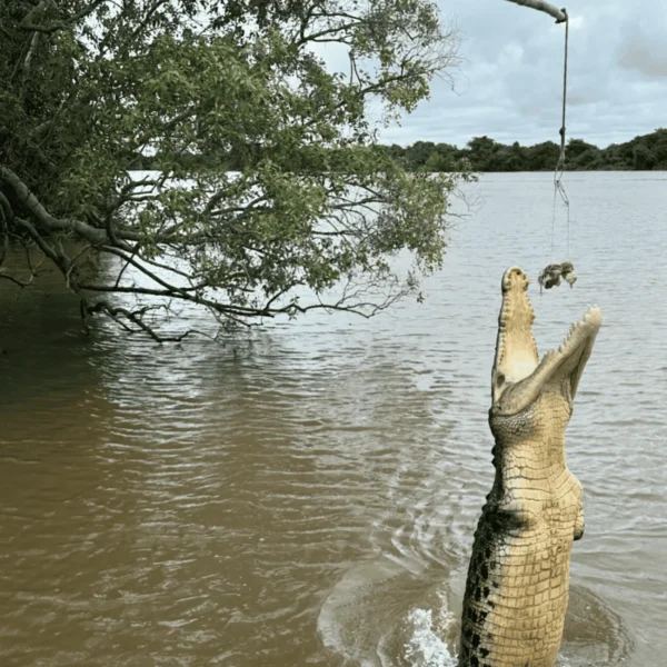 darwin jumping crocs