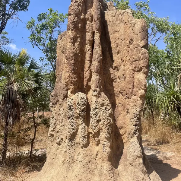 day tours to litchfield national park from darwin