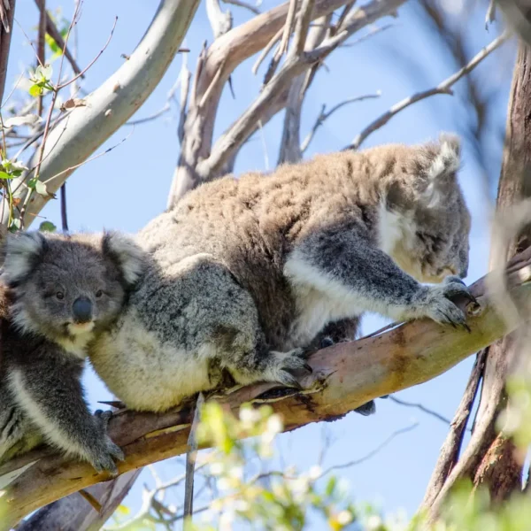 3 day great ocean road tour