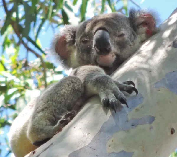 east coast australia