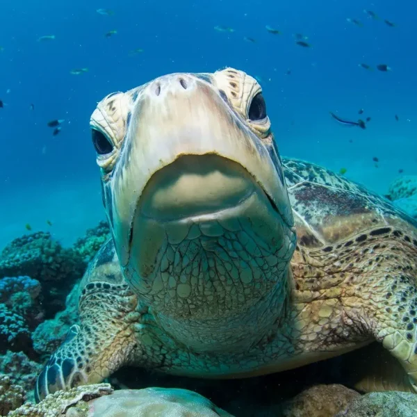 eco rainforest & reef 9 day adventure