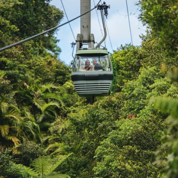 eco rainforest tour 3 days queensland