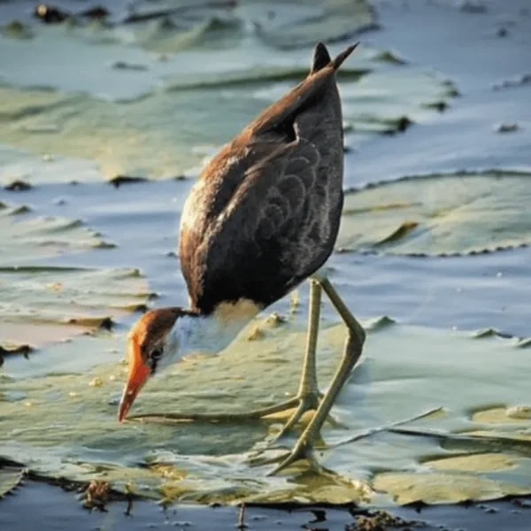 1 day kakadu tours