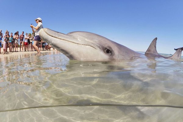 Monkey Mia Dolphins Perth