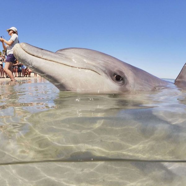 Monkey Mia Dolphins Perth