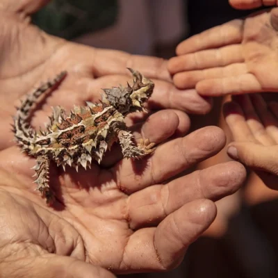 Autopia - Shark Bay World Heritage Area Tourism WA 117926-56