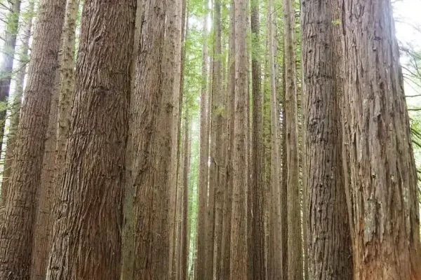 Beech Forest