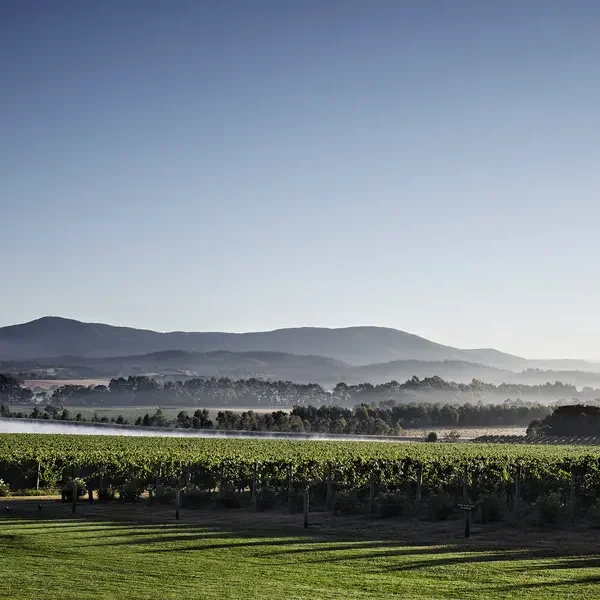 Chandon Yarra Valley vineyard