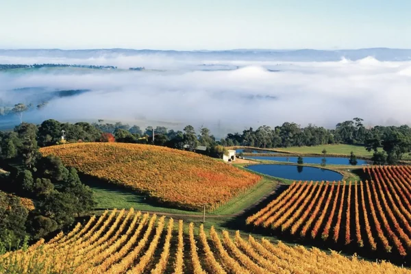 Coldstream Hills Cellar Door