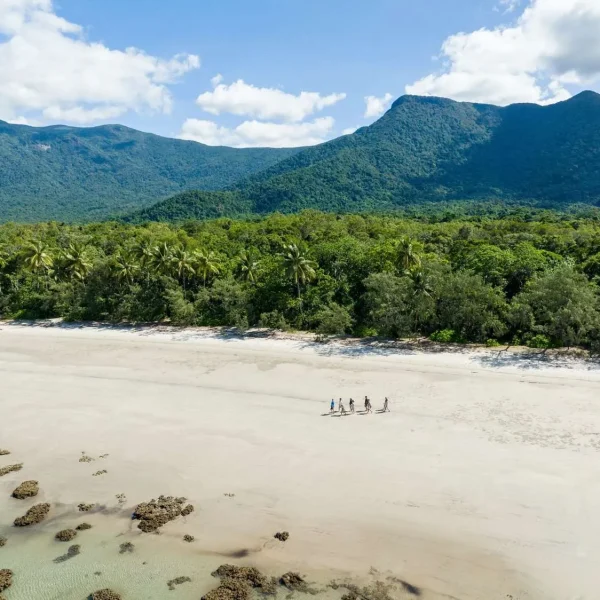 Daintree Rainforest Walk, Cape Tribulation & NAturecrocodile cruise