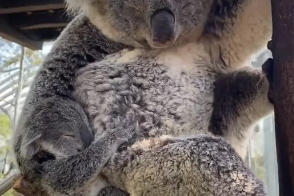 Feel Good Koala Story