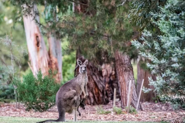 Grampians wildlife adventure