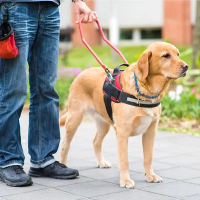 Guide Dog Assisting Vision Impaired Traveller