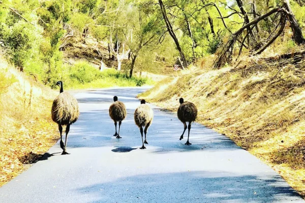 Historical Roots of Hill Wildlife Reserve