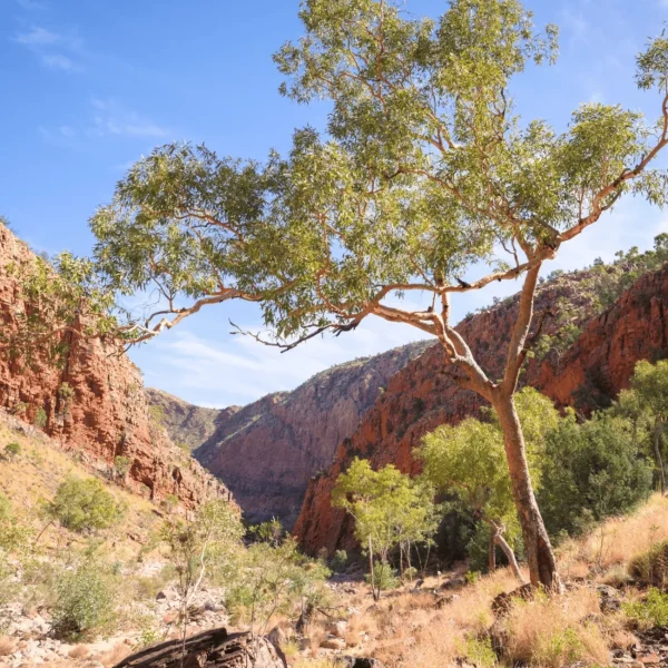 Larapinta walking tour