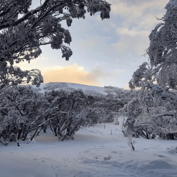 Mount Stirling snow tour