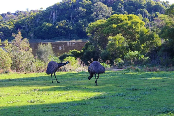 National Parks and Reserves Great Ocean Road region
