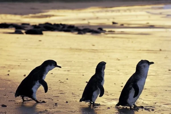 Native Wildlife on Phillip Island