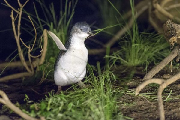 Penguin Excitement