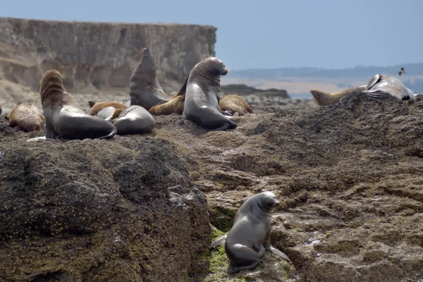 Seal Rocks, Phillip Island