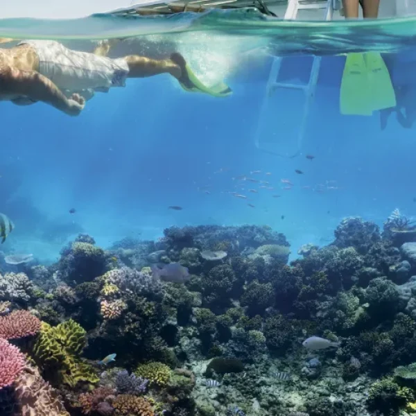 Snorkelling on the Great Barrier Reef