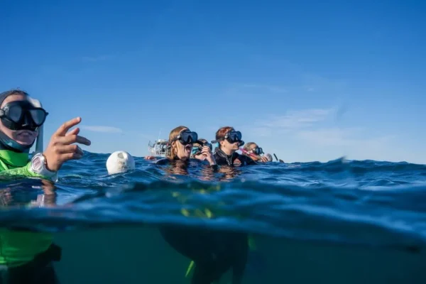 Swim with seals and dolphins Great Ocean Road