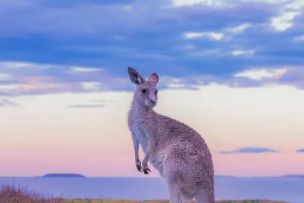 Things to do New South Wales