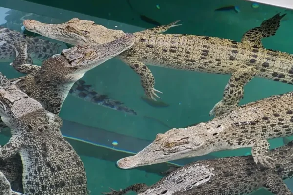 Things to do in Darwin