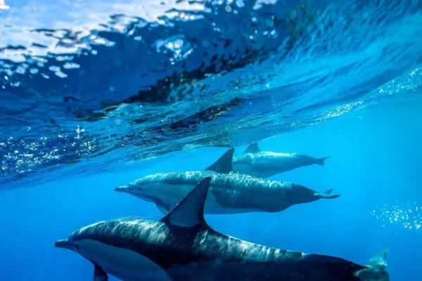 Things to do in Port Stephens