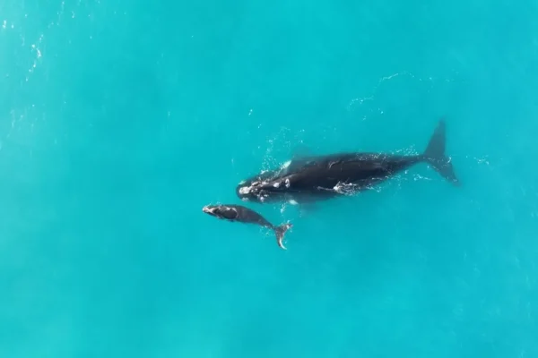 Watch the Winter Migration of Southern Right Whales