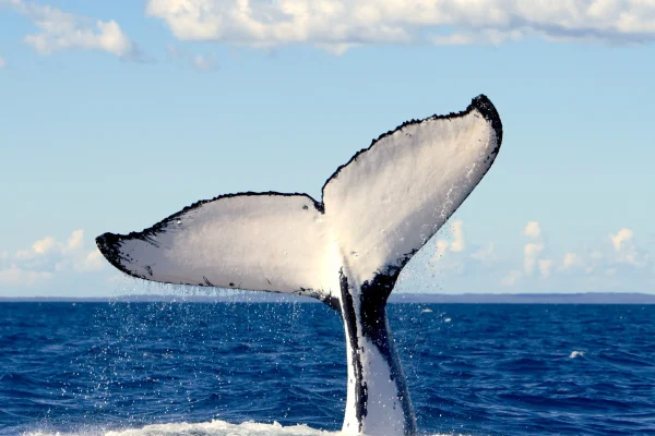 Whale Discovery Trail, Phillip Island