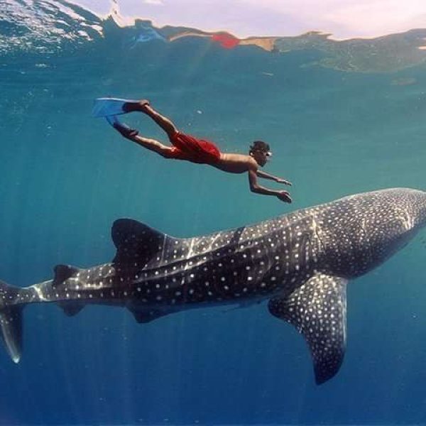 Whale Shark