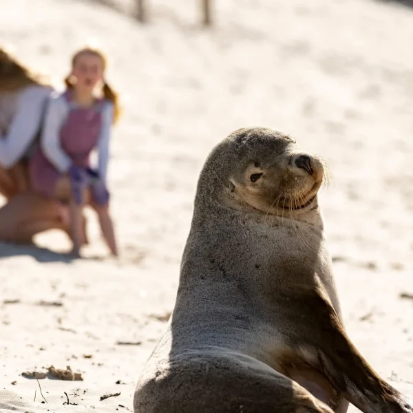adelai to kangaroo island tour