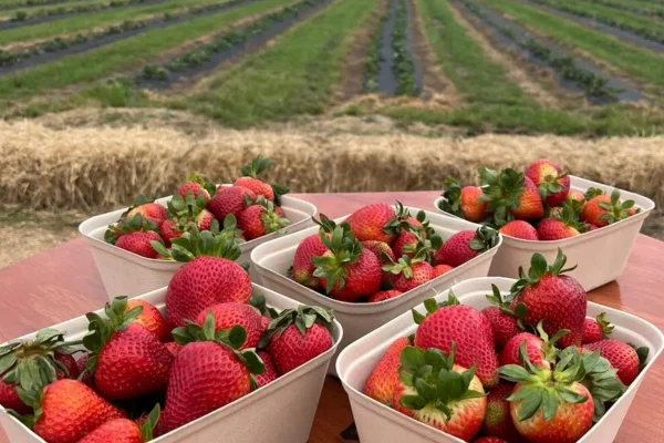 berry farm Great Ocean Road
