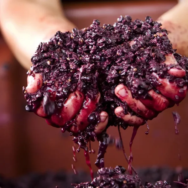 best yarra valley wine tours