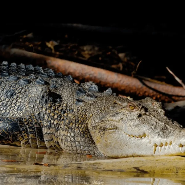 cahills crossing crocodiles