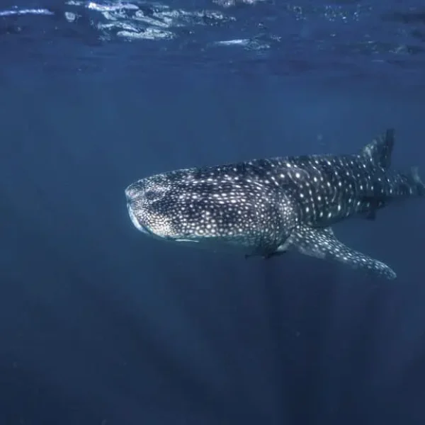 coral bay whale shark tours