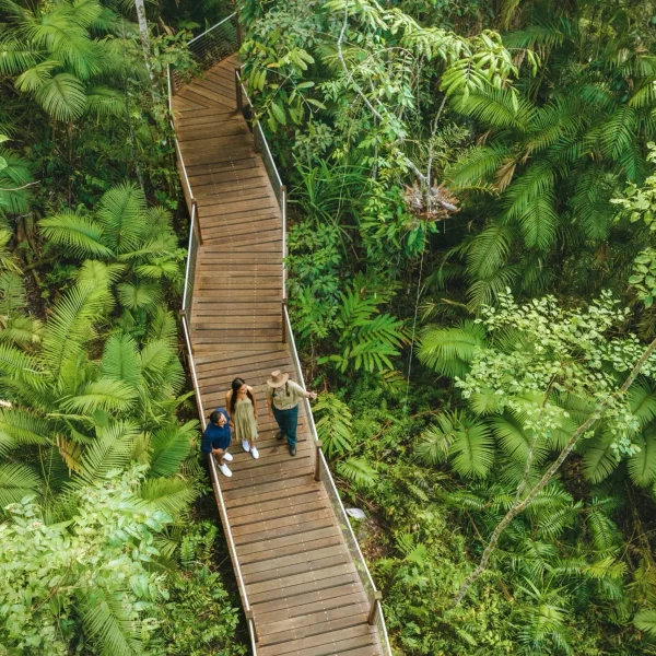 daintree tour with cultural experience