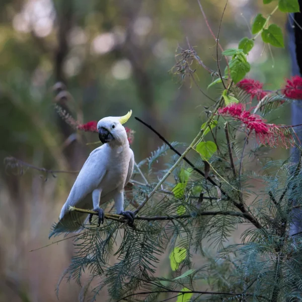 darwin day trips to kakadu