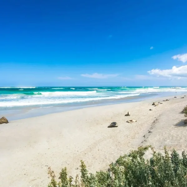 day trip to kangaroo island