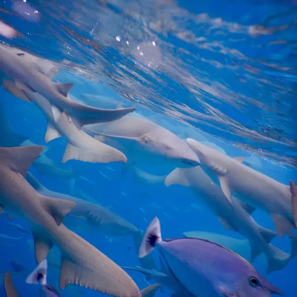 how many days required for maldives tour