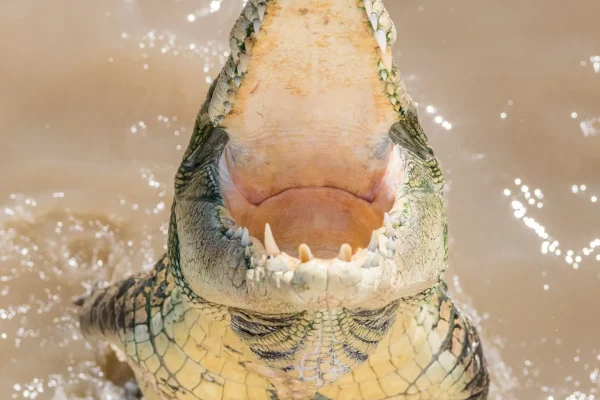 jumping croc tour