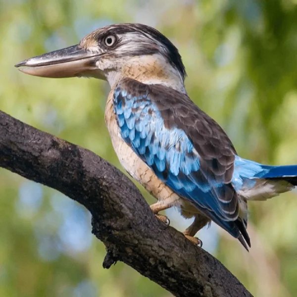 kakadu day trips