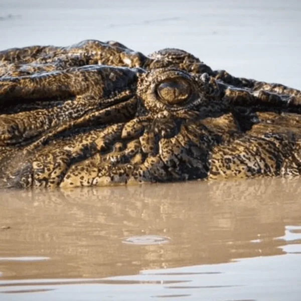 kakadu one day tour