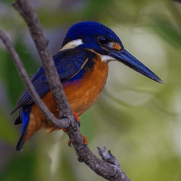 kakadu tour